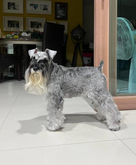 ขายด่วน Schnauzer ขนยาว 3