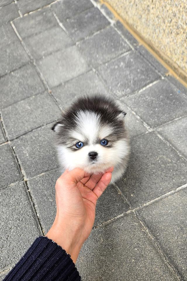 ขาย Pomsky แท้ นำเข้าจากเกาหลี หน้าหมี เพศผู้ เกรดพรีเมียม รูปที่ 2