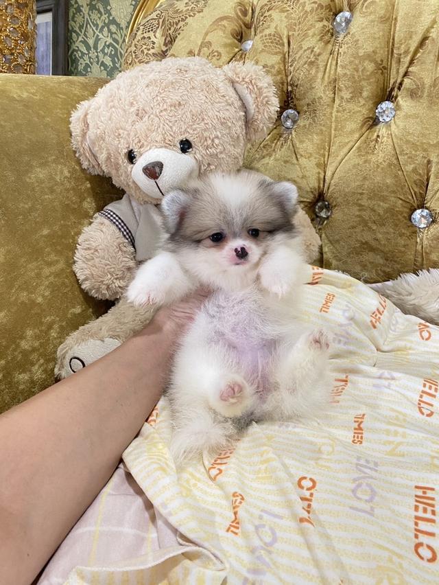 ลูกปอมเมอเรเนียนแท้ พร้อมย้ายบ้าน