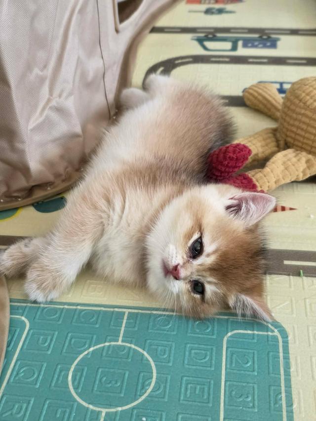 น้องแมวบริติช ช็อตแฮร์ รูปที่ 8