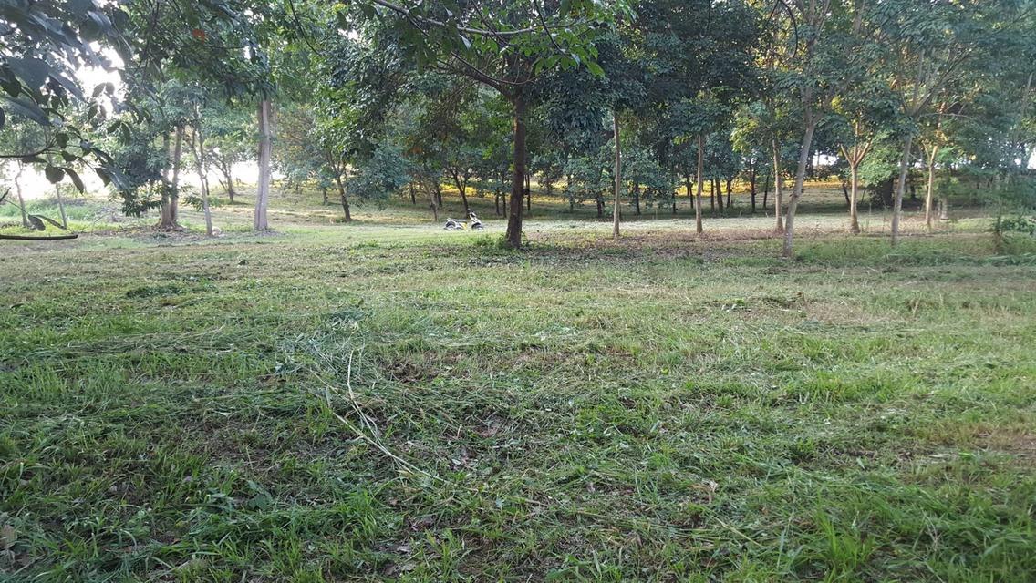 ขายที่ดินแปลงใหญ่ 148 ไร่ เป็นสวนยางพารา ที่มีโฉนด 12