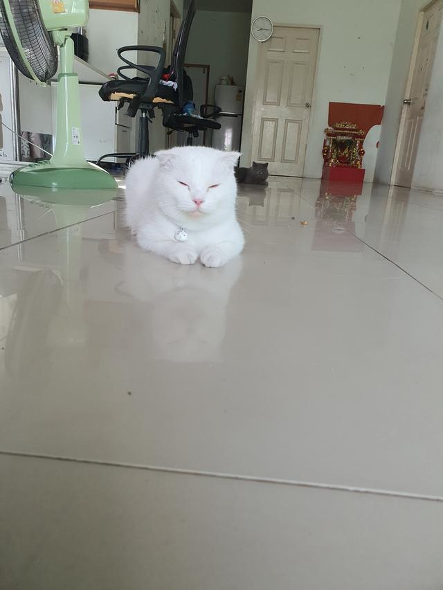 พ่อพันธุ์แมวสก็อตติช