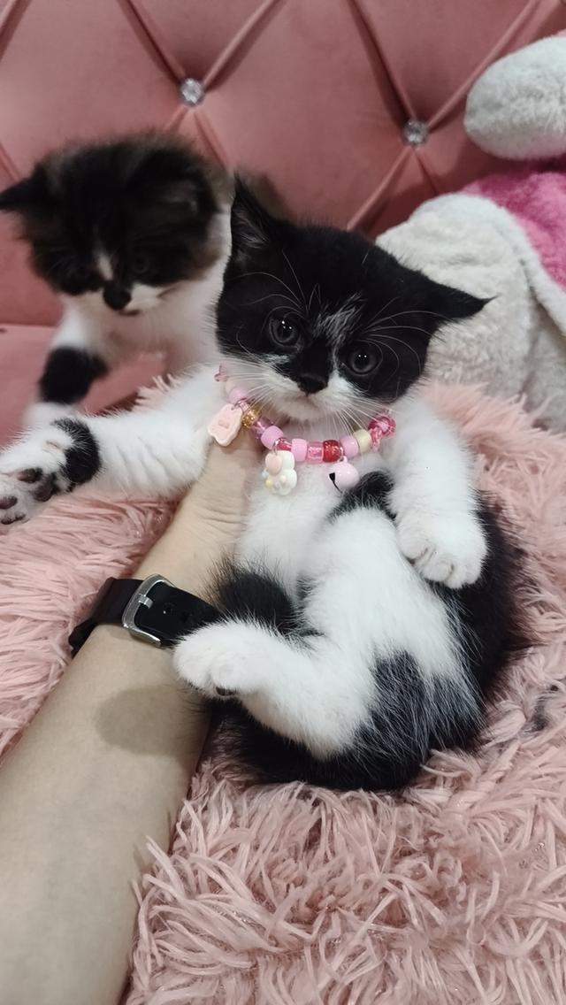 ด.ช สก็อตติช ลายวัว😻 พร้อมย้าย