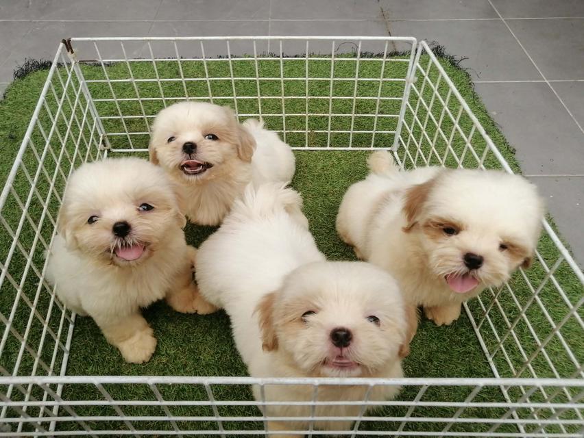 ด่วน!! ชิสุห์เเท้ 6900 ลดเหลือ เริ่มต้น 4000 สีขาวครีม สีหายาก ช.3 ญ 1  วัคซีน ถ่ายพยาธิเทสลำไส้ พร้อมย้าย รูปที่ 4