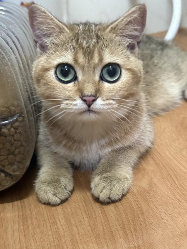 แมวบริติช 3