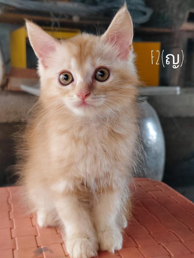 เมนคูนเสี้ยวเปอเซีย มารับที่บ้านลดพิเศษจ้า (จริงใจไม่เทน้อง)