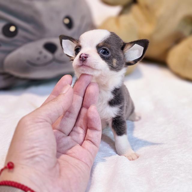 Chihuahuaขนสั้นหนุ่มหล่อน้องแฮร์รี่ตาโตขนสีเทา