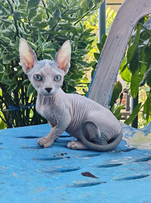 แมวสฟิงซ์ขาสั้นสายพันธ์แมมบิโน่ 2