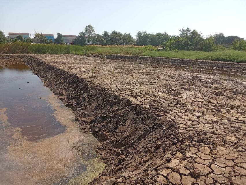 ขายที่ดินเปล่า 525 ตารางวา ติดถนนคอนกรีต ซอยเทศบาลบางปู 83 11