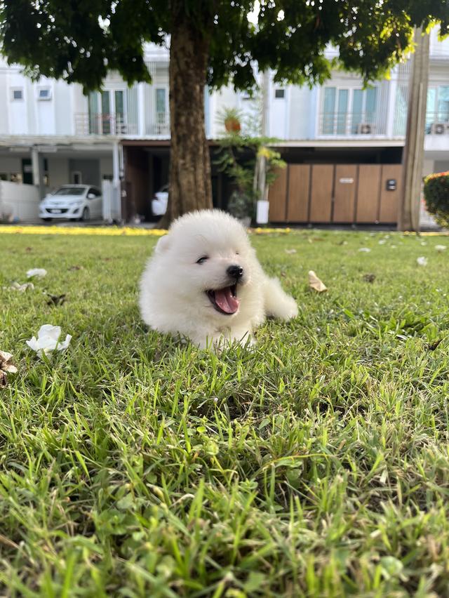 Japanese Spitz (สุนัขพันธุ์สปิตซ์ญี่ปุ่น)