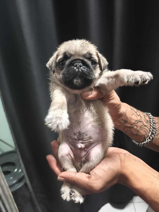 หมาปั๊ก