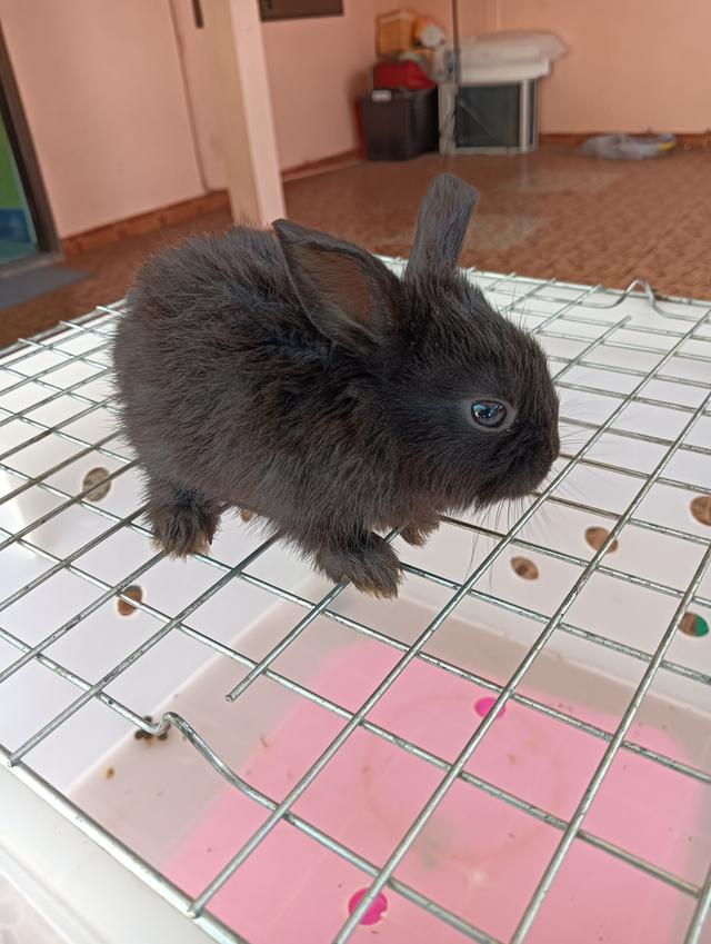 ลูกกระต่ายทุกสายพันธุ์ รูปที่ 2