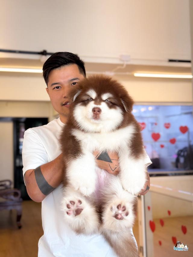 น้องอลาสกัน ไจแอนด์ นำเข้าจากต่างประเทศ 6