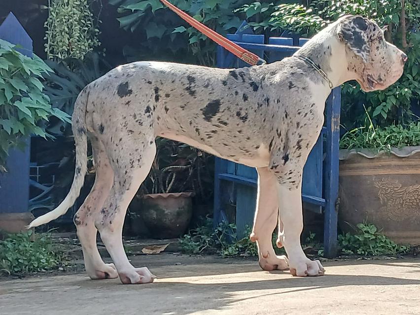 สุนัข เกรทเดน Great dane 