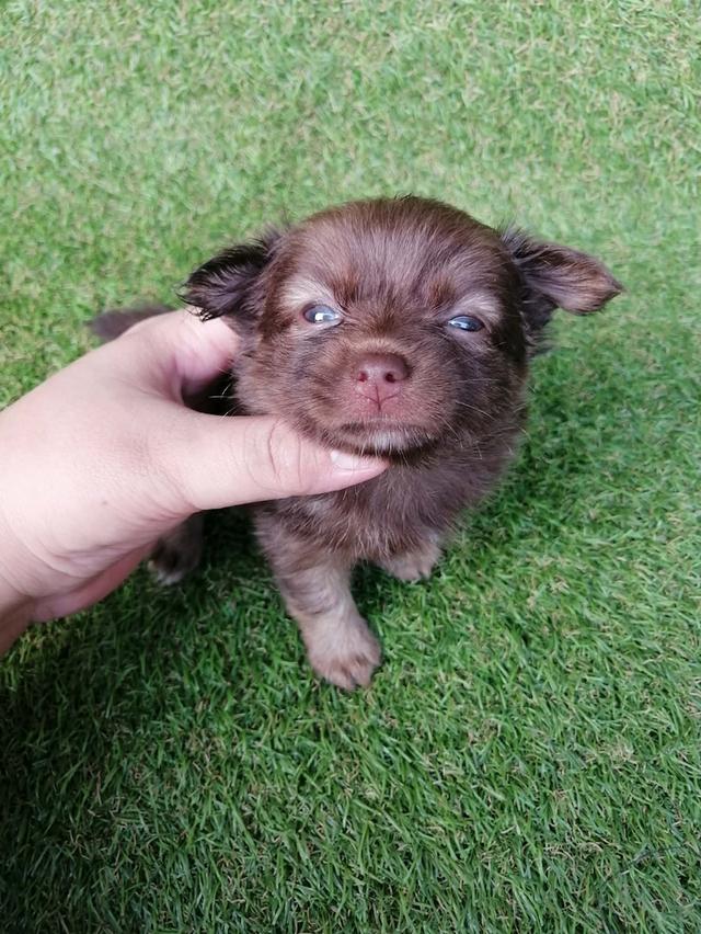 ปอมชิวาว่า พร้อมย้าย รูปที่ 6