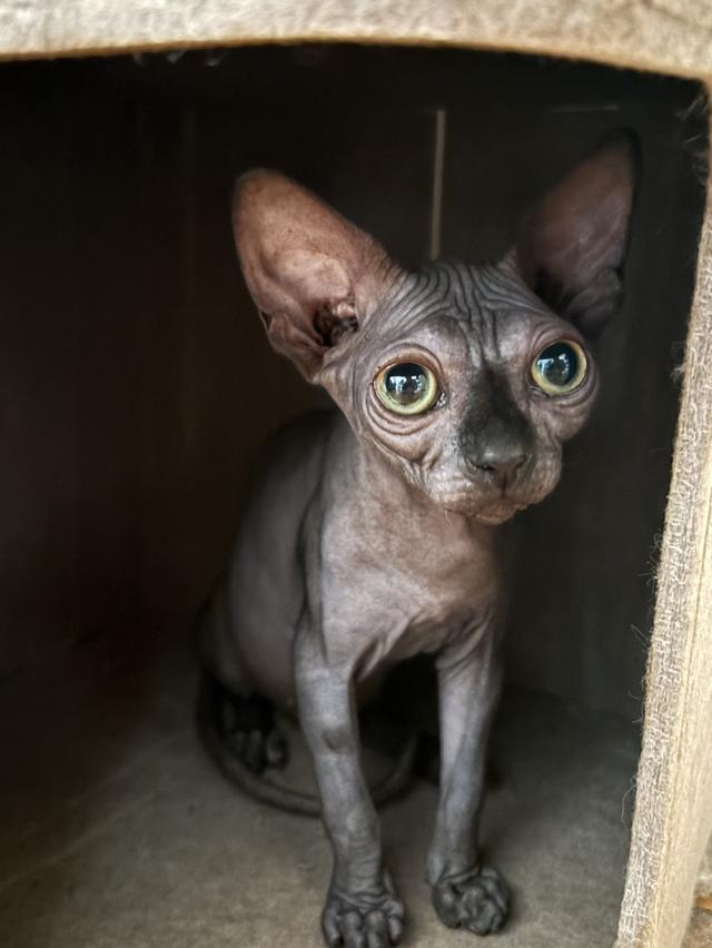 สาวน้อยสฟิงแคนนาเดี่ยนสีบลู(โทนเทาเข้มสวย)🩶 รูปที่ 3