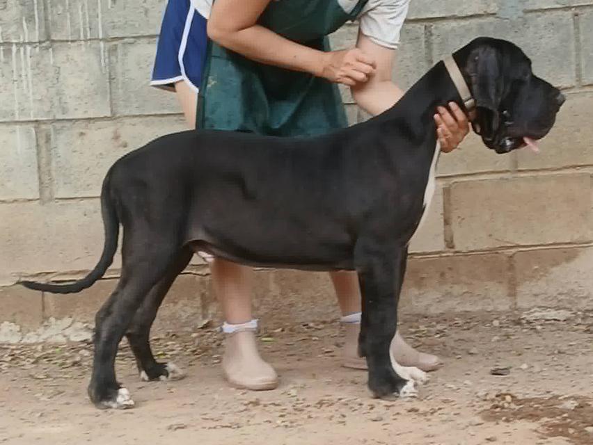 เกรทเดน Great dane for sale