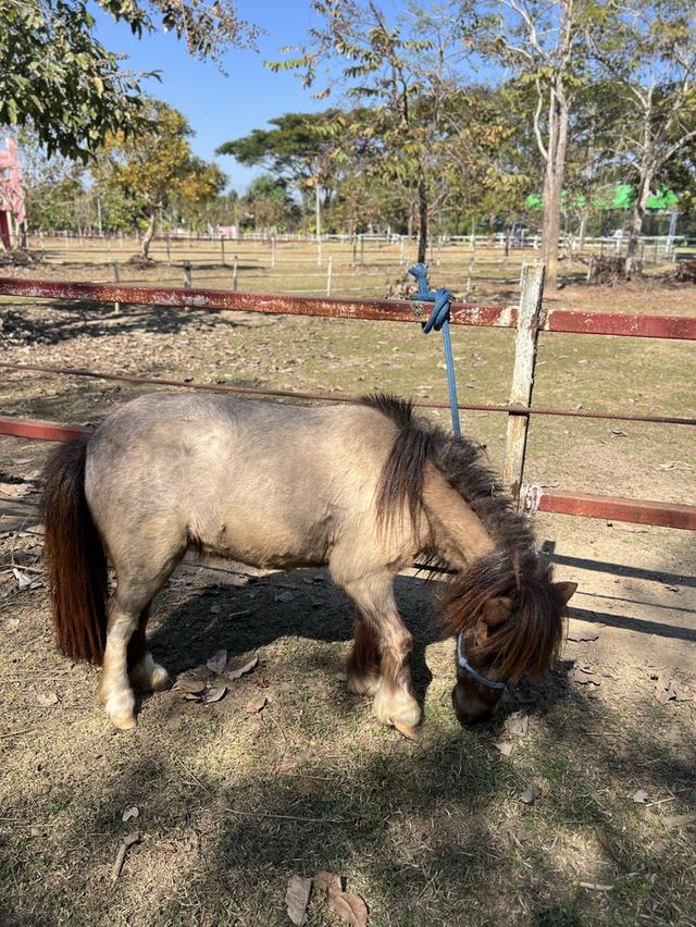 ม้าแคระ Shetland Pony รูปที่ 3