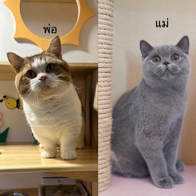 แมวมันช์กิ้นขายาว 5