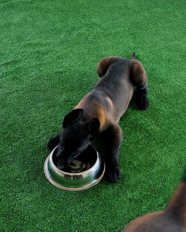 Belgian malinois puppies  WhatsApp me : +66 63 826 3042 รูปที่ 3