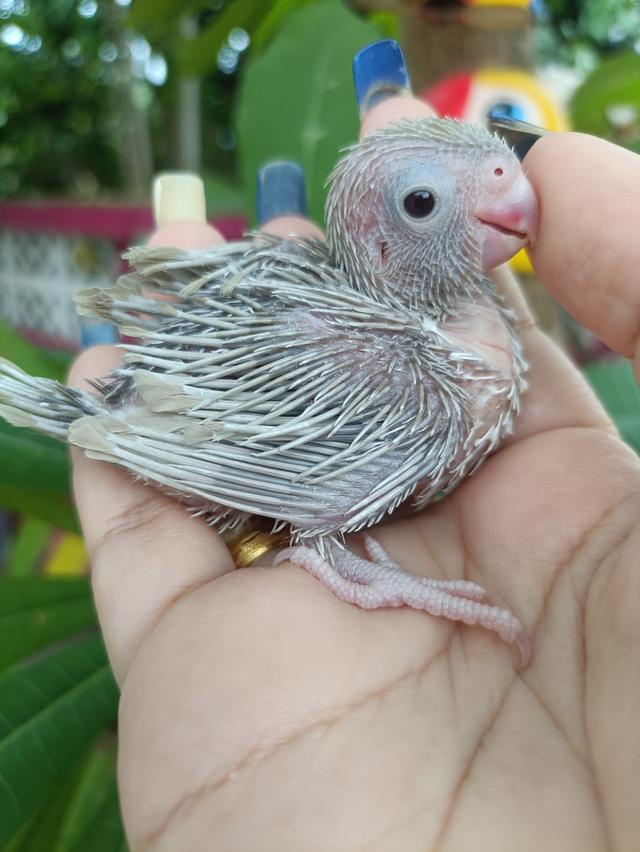 นกแก้วฟอพัส