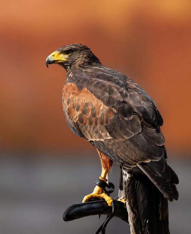 เหยี่ยวแฮริส Harrishawk