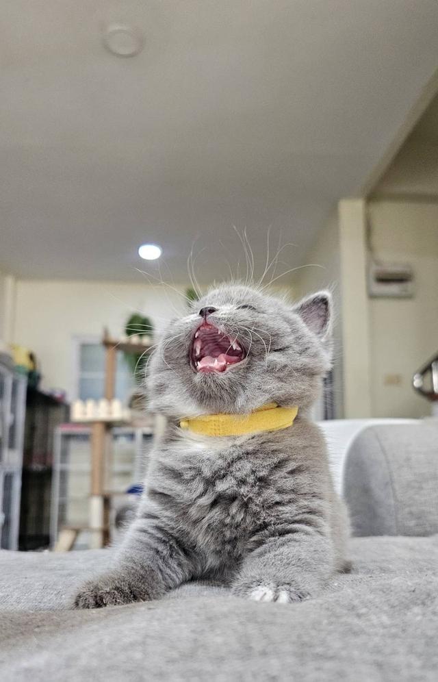 บริติช สก็อตติช แมวน้ำน้อย รูปที่ 2