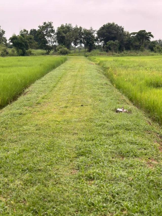 ขายที่ดิน 10 ไร่ ติดถนน หน้ากว้าง 70 เมตร 10