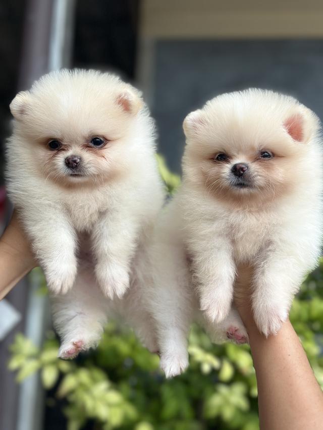 ปอมๆสวยๆมีหลายตัวให้เลือกชมค่ะ อุดร