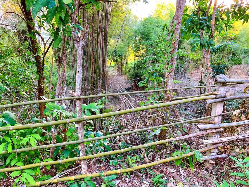 🏡 ขายที่ดินน่าน อ.ปัว วิวดอยภูคา | แปลงเดียว | พร้อมสร้าง 9