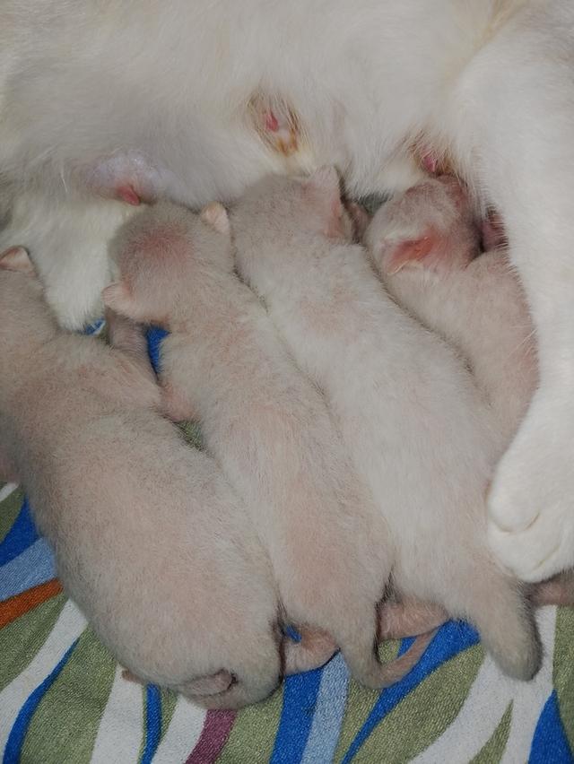 ลูกแมวขาวมณี 2