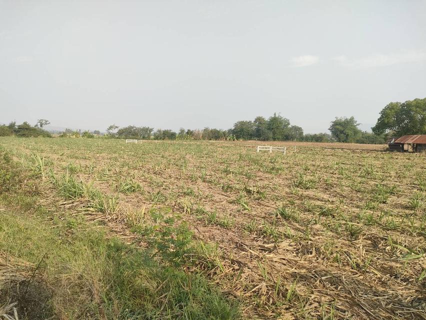 ประกาศขายที่ดินปากช่องแุถวรีสอร์ทบ้านนอกคอกนา ของฉันเอง 6