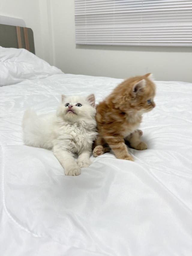 ❌ได้บ้านแล้ว เปอร์เซียแท้ ขาว/ส้ม พร้อมย้าย 3