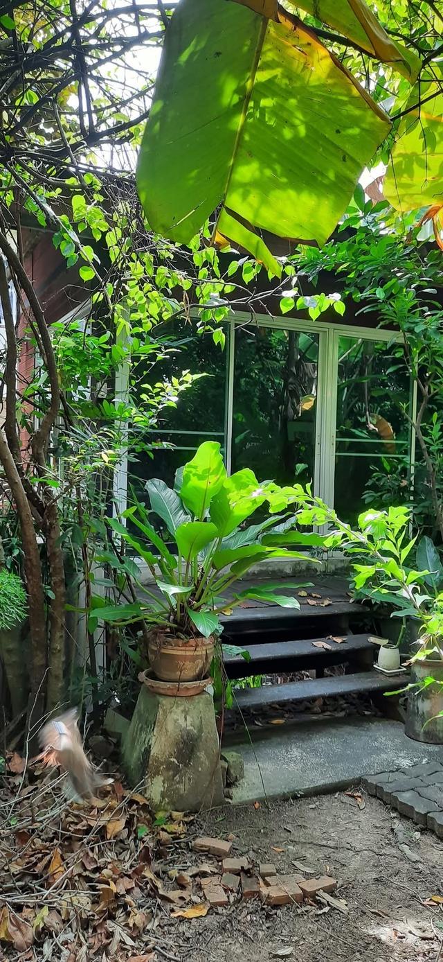 "ขายครับเจ้าของขายเอง"🏡บ้านสวนตลิ่งชัน พุทธมณฑลสาย1/22 พร้อมสิ่งปลูกสร้างบ้าน3หลัง1หลังสร้างด้วยไม้สักทองครับเนื้อที่235ตร.ราคาขาย40M. 1