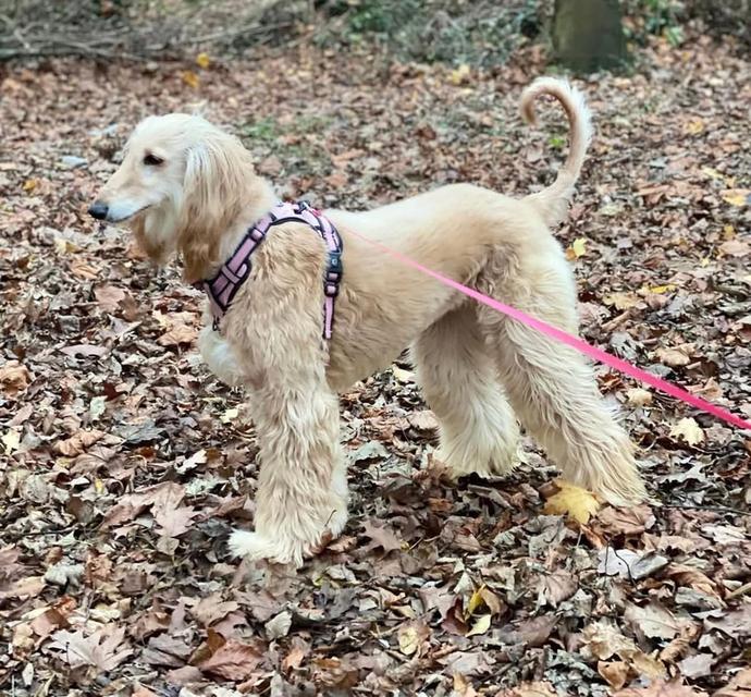 ลูกสุนัข Afghan Hound สีครีม 2