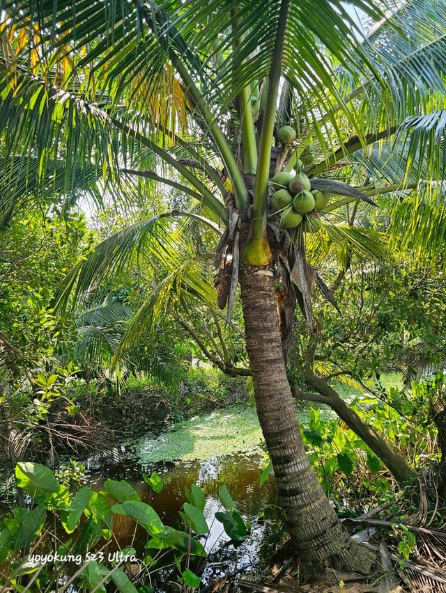 ขายที่ดิน 3-0-80 ไร่ พร้อมสิ่งปลูกสร้าง ติดถนนเลียบคลองขุนศรี ต.ไทรน้อย อ.ไทรน้อย จ.นนทบุรี 2