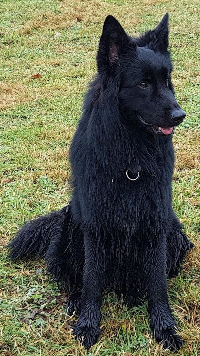 น้องสุนัขเยอรมัน เชพเพิร์ด สีดำ 1