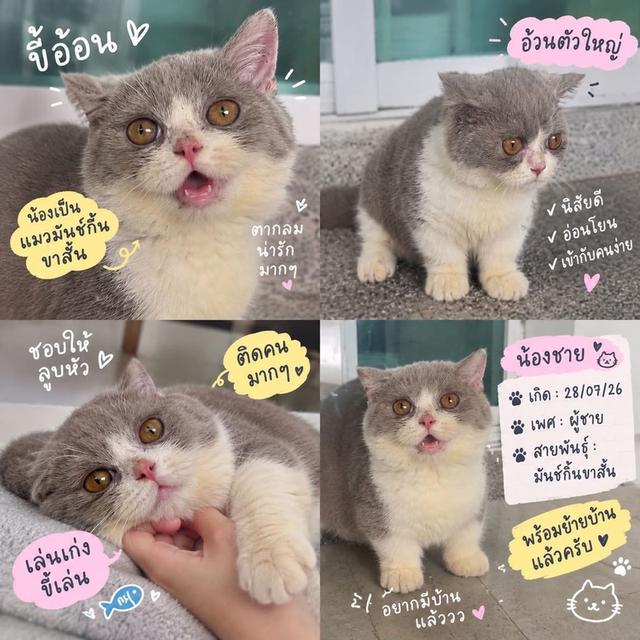 มันช์กิ้น อาตี๋น้อย 2เดือนกว่าวัคซีน1เข็ม พร้อมย้าย อ้วนกลมตัวใหญ่ เป็นบริติชมันช์กิ้นขาสั้น เหนียงสวยแก้มเยอะ กรุงเทะเข้ามาดูได้ รูปย่อยที่ 4