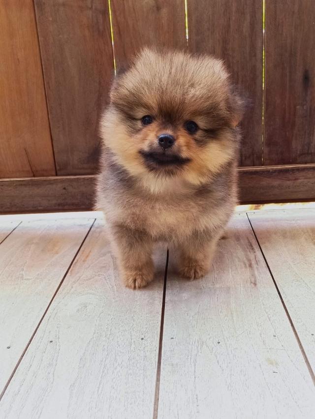 ลูก Pomeranian หาบ้าน