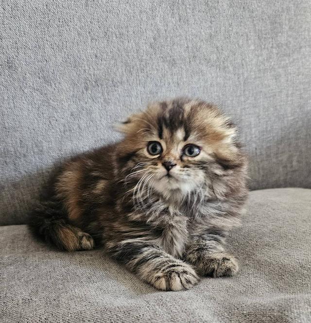 สก็อตติชโฟลด์ บุ้งกี๋ 7