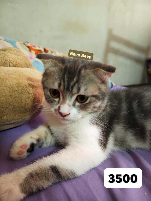 แมวพันธุ์ สก็อตติชโฟลด์ 5