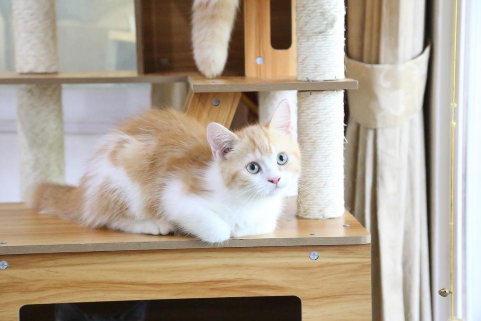 ลูกแมวบริติชหิมาลายันพร้อมย้ายบ้าน รูปที่ 16