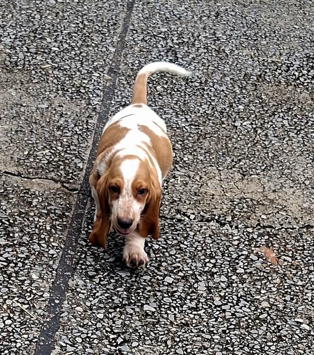 บาสเซ็ตฮาว์ดใบเพ็ดสมาคมพัฒนาพันธุ์สุนัข 6