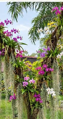 บ้านเรือนไทยสวนผลไม้รีสอร์ทส่วนตัว 4