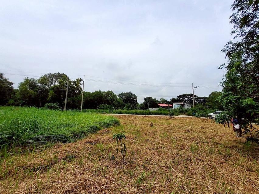 V ายถูกที่ดินใกล้วัดโพธิ์นิ่ม 225 ตารางวา(แบ่งได้) ถมแล้วทั้งแปลง ติดถนนคอนกรีต อ.สามโคก จ.ปทุมธานี 5