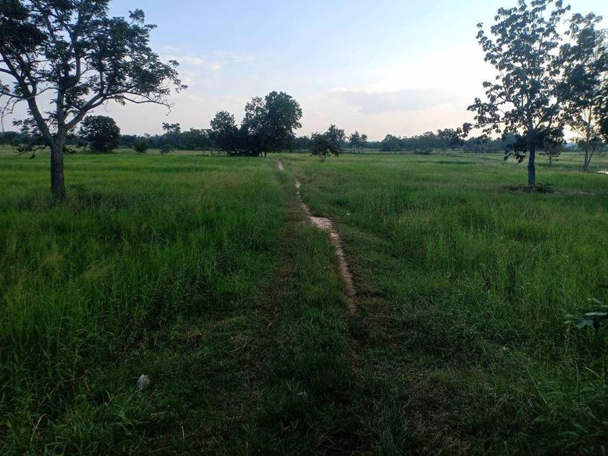 ที่ดิน อ.ด่านขุนทด จ.นครราชสีมา 15 ไร่ 2 งาน 39 ตรว ไร่ละ 300000 3