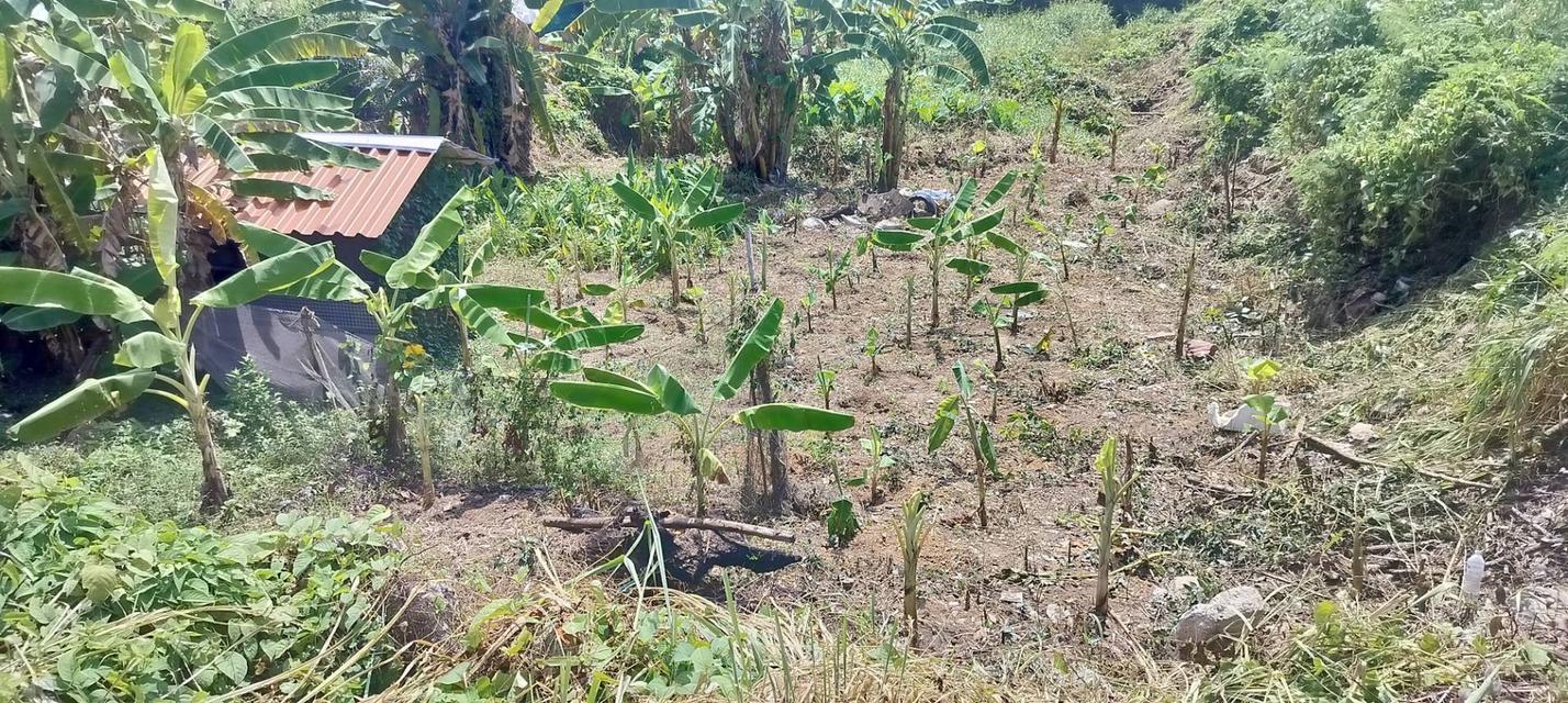 📢 ประกาศขายที่ดินทำเลศักยภาพ ระยอง – แกลง  ขายที่ดินสวย ติดถนนใหญ่สาย เพ–แกลง–กร่ำ ทำเลดี เดินทางสะดวก ใกล้ทะเลและแหล่งท่องเที่ยวชื่อดัง  📍 ที่ตั้ง: 4