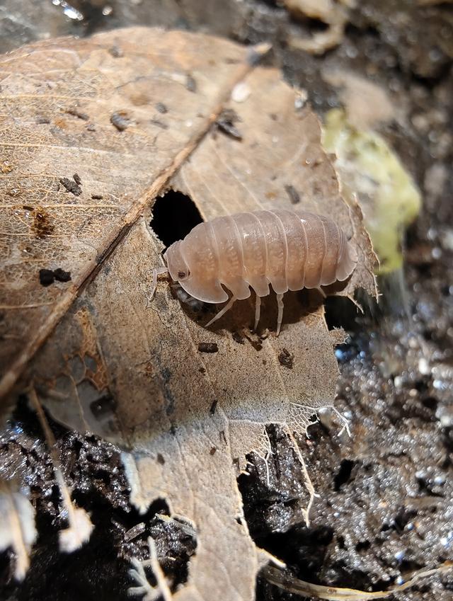 isopod ไอโซพอด murina papaya เซ็ต 10 ตัว แถม 2+