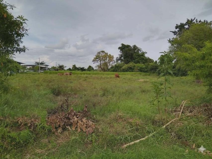 ที่ดินเปล่า​ ใกล้ร.พ.ส่งเสริมสุข​ภาพ​ตำบลหนองกอมเกาะ 3