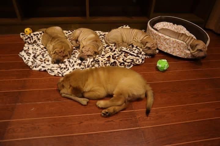 ลูกสุนัข Shar Pei นำเข้า 3